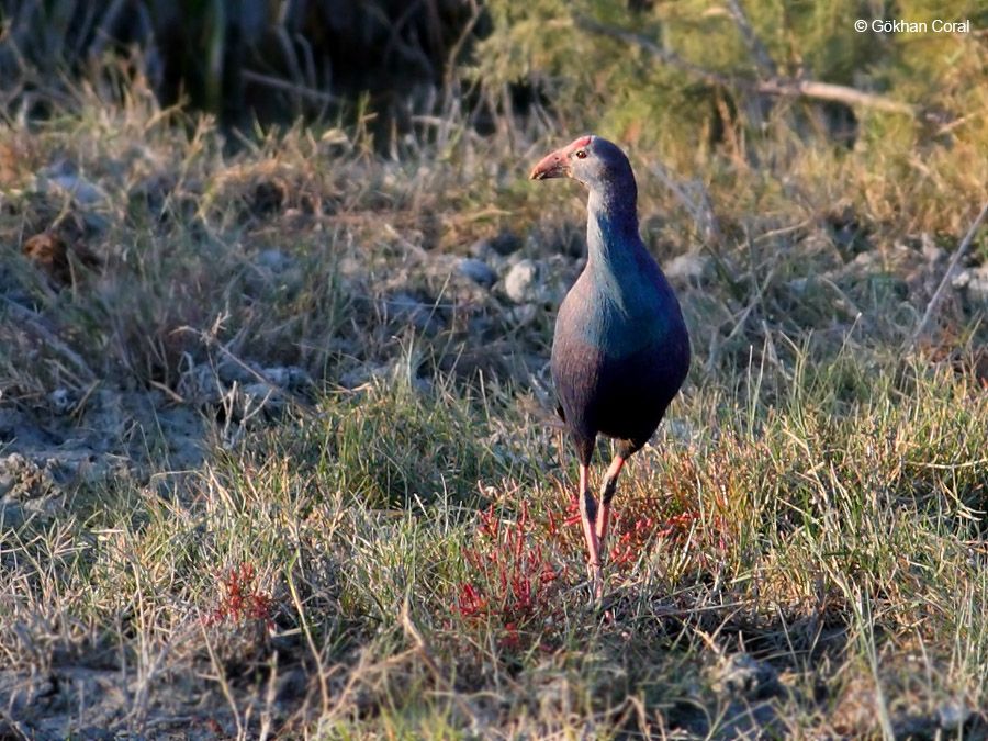 Grey-headed Swamphen