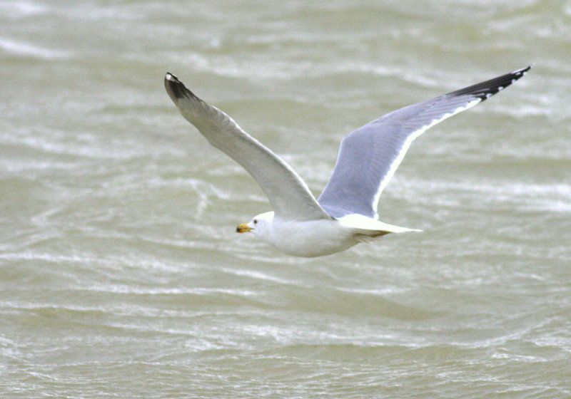 Armenian Gull