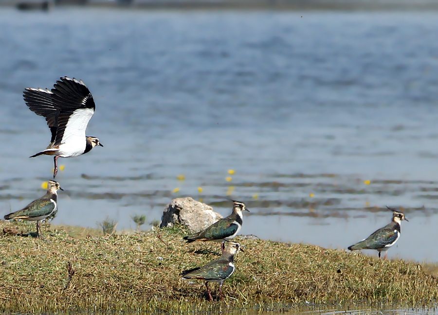 Northern Lapwing