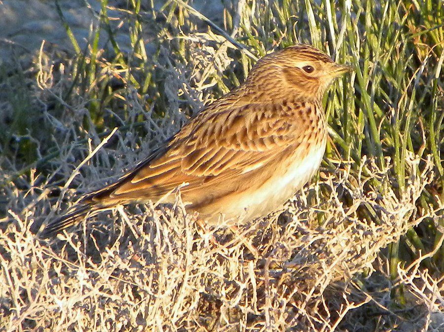 Eurasian Skylark