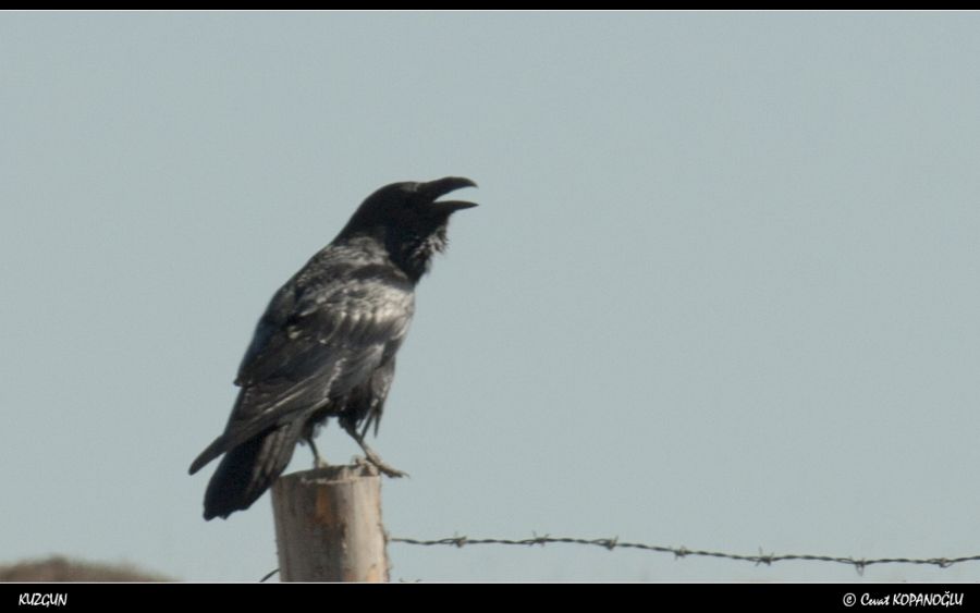 Northern Raven