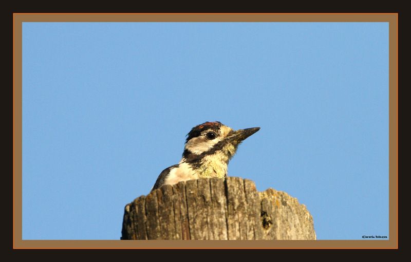 Great Spotted Woodpecker