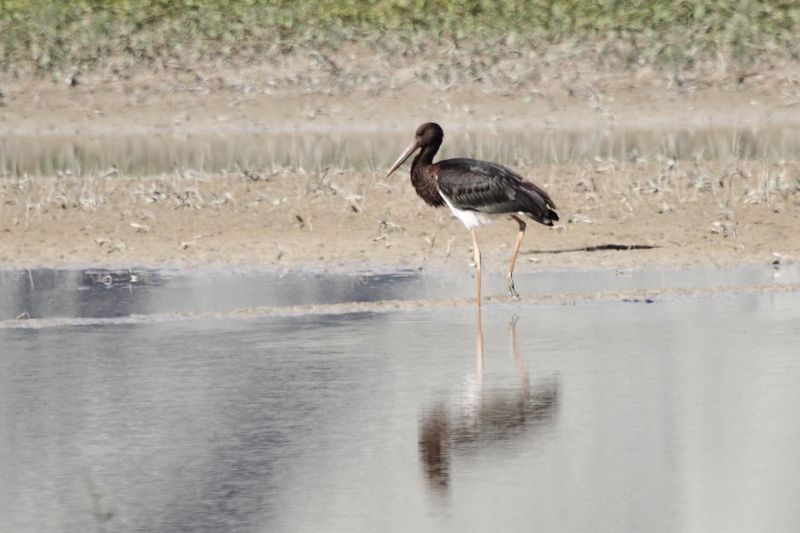 Black Stork