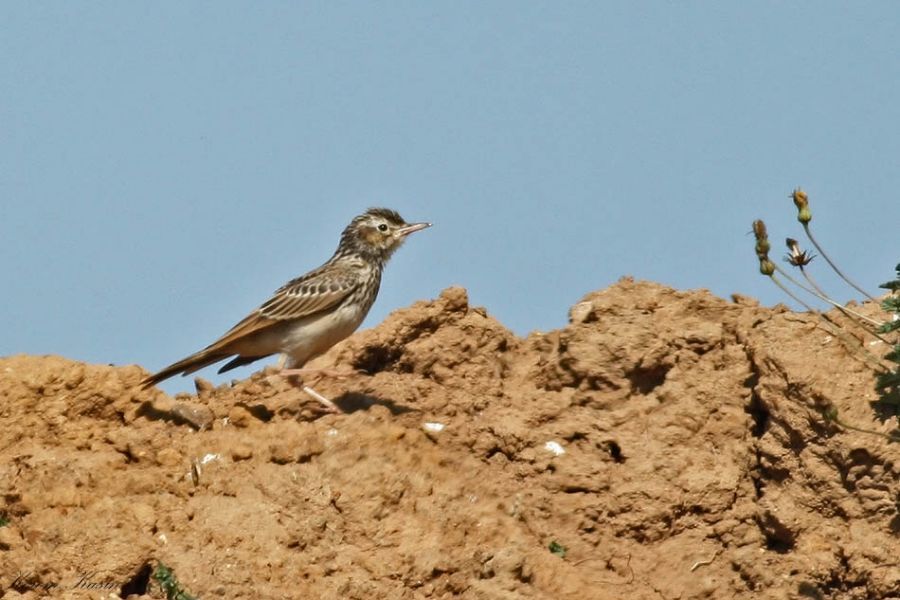 Tree Pipit