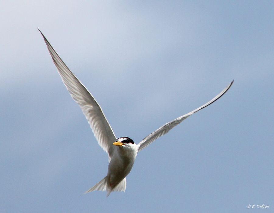 Little Tern
