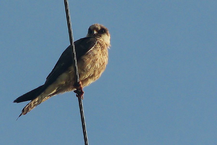 Ala Doğan