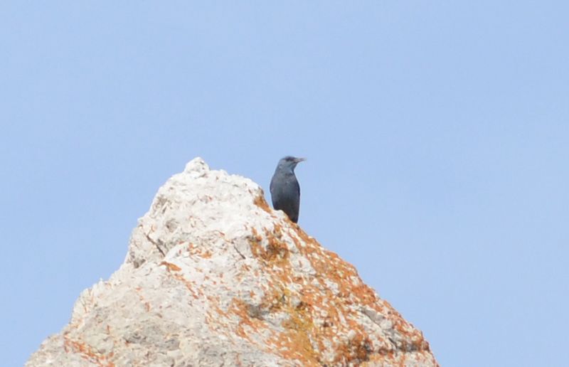 Gökardıç