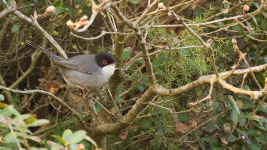 Sardinian Warbler