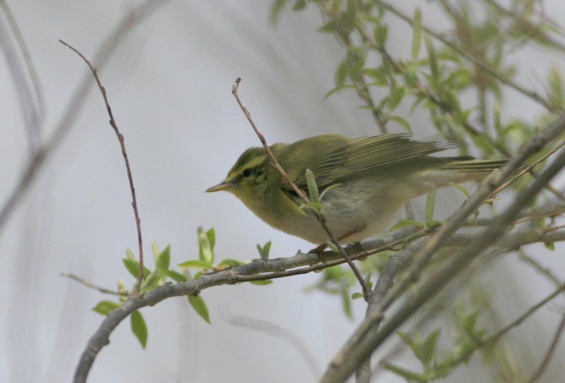 Wood Warbler