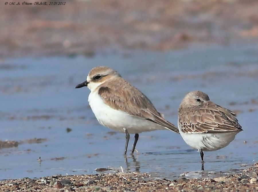 Kentish Plover