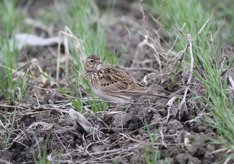 Eurasian Skylark