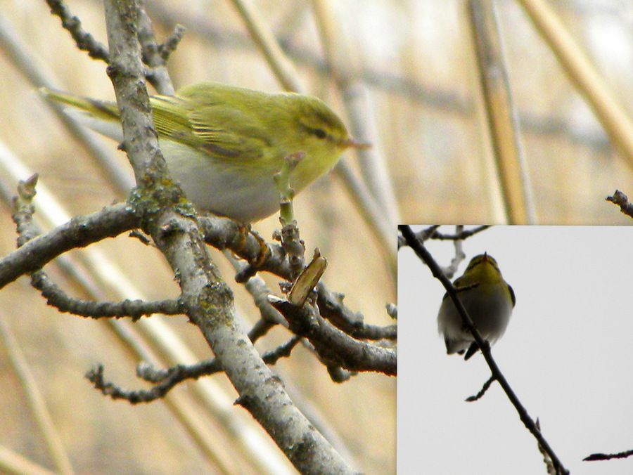 Wood Warbler