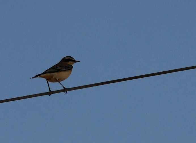 Northern Wheatear