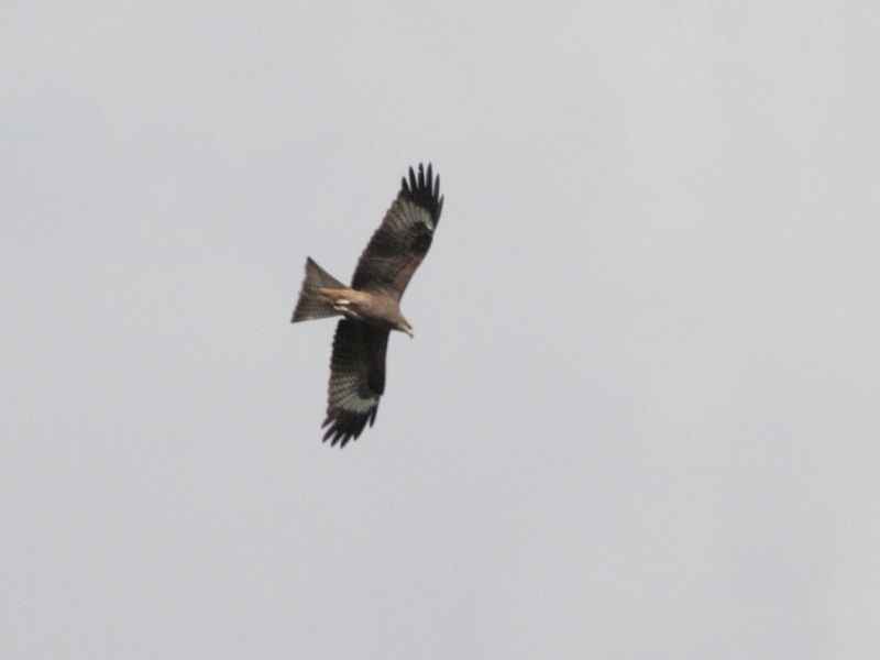 Black Kite