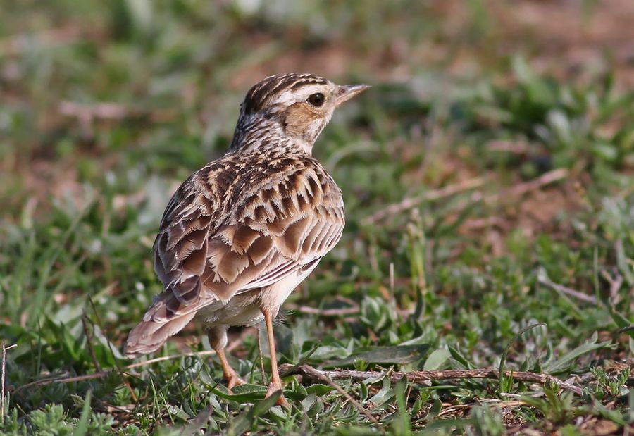 Woodlark