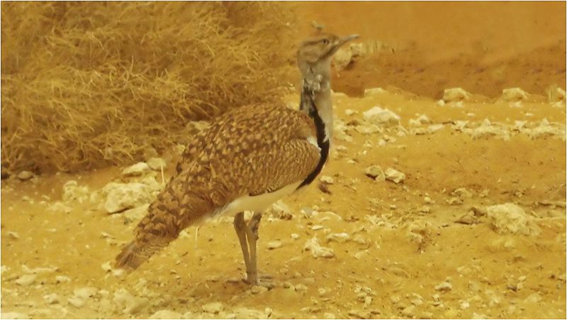 Asian Houbara