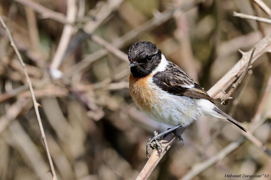 Siberian Stonechat
