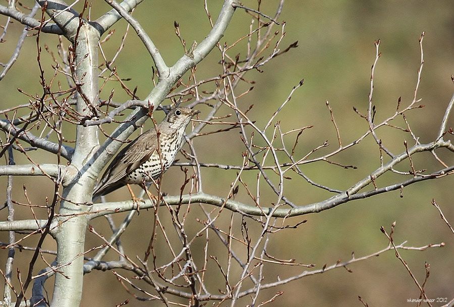 Mistle Thrush