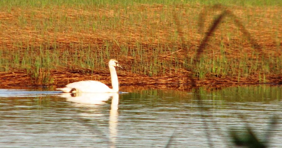 Mute Swan