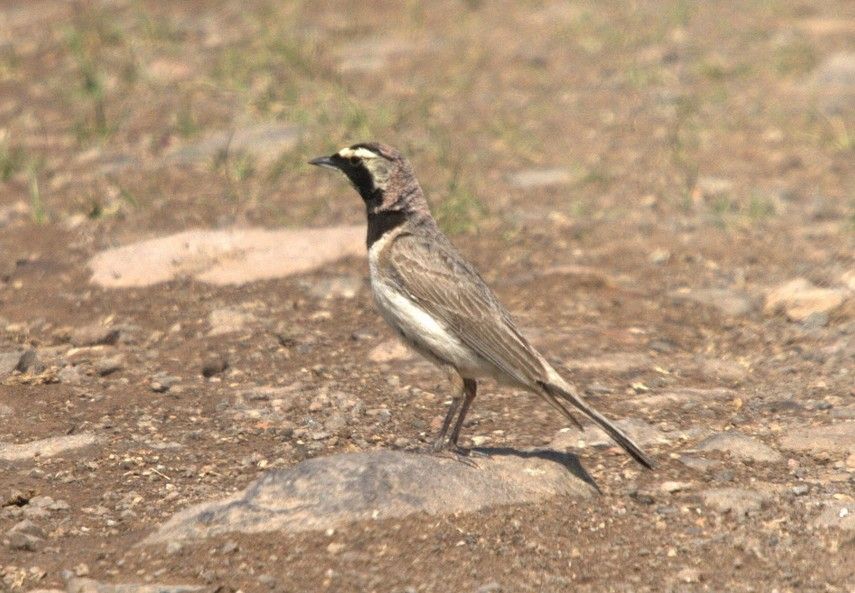 Horned Lark