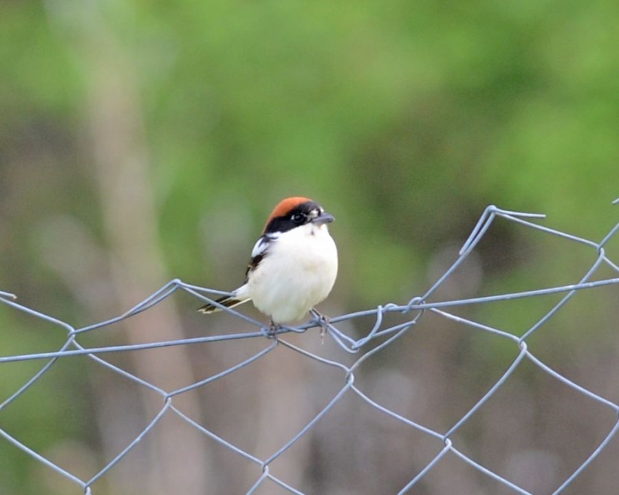 Woodchat Shrike