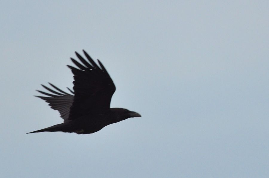 Northern Raven