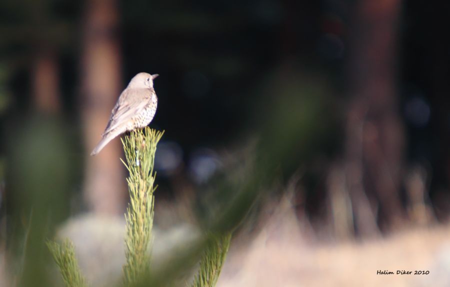 Mistle Thrush