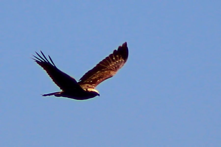 Western Marsh Harrier