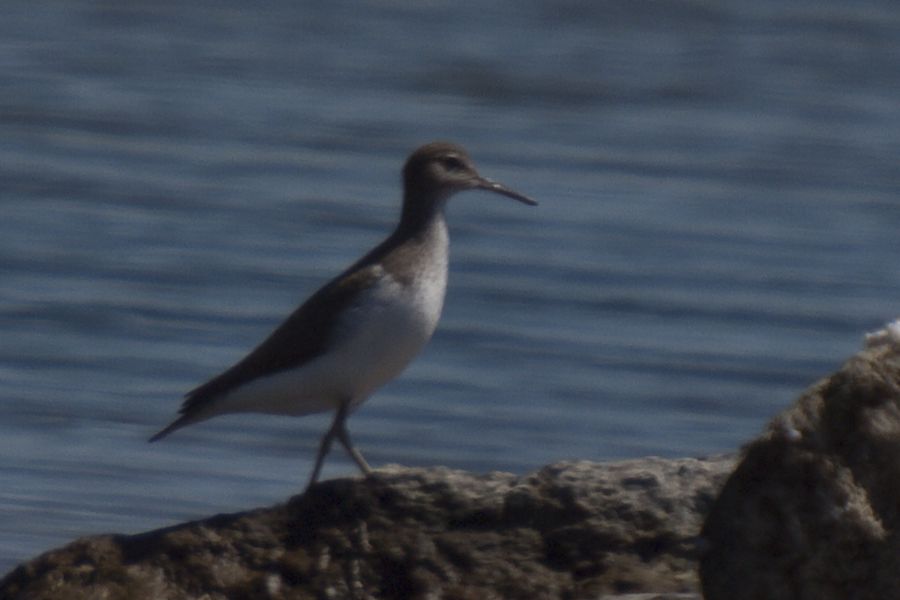 Common Sandpiper