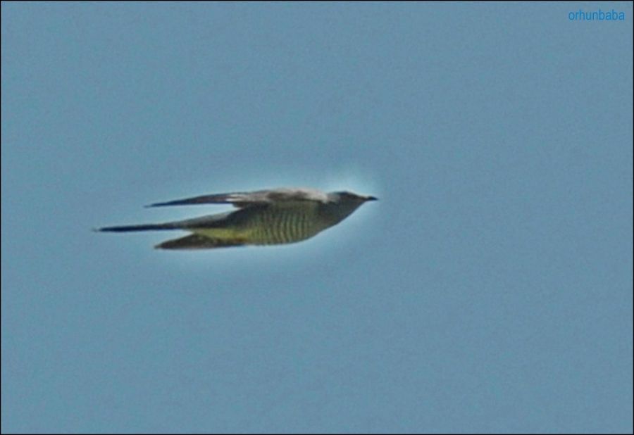 Common Cuckoo