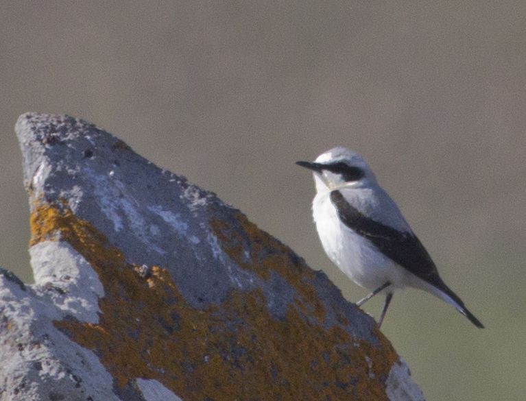 Northern Wheatear