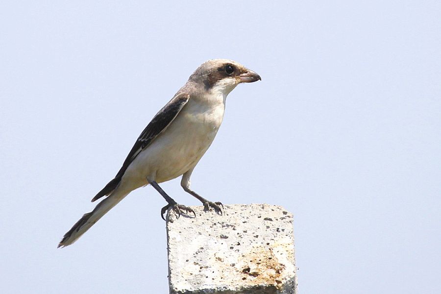Lesser Grey Shrike