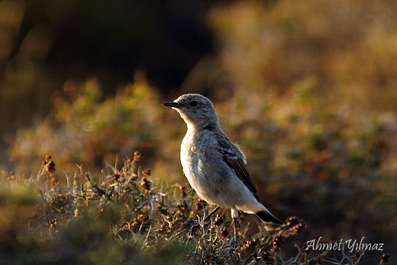 Northern Wheatear