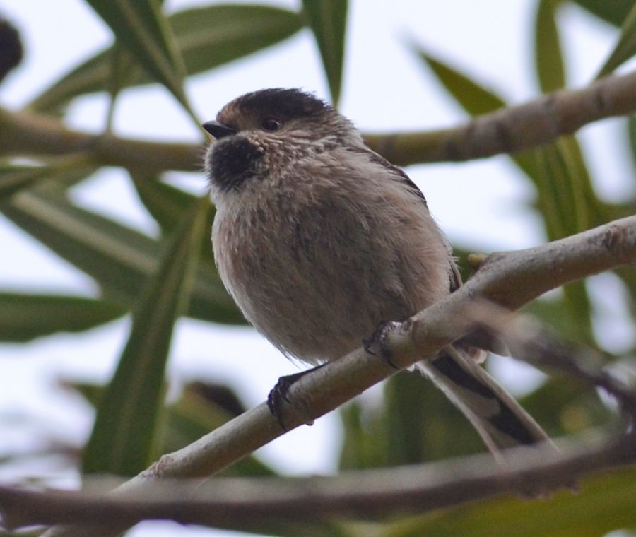 Long-tailed Tit