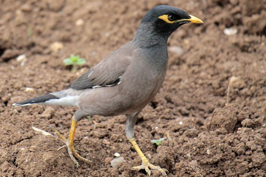 Common Myna