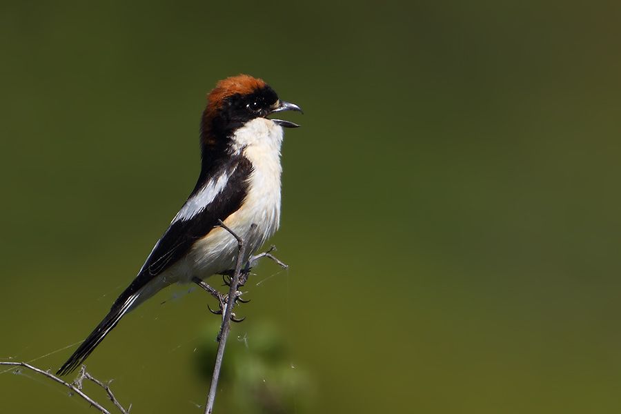Woodchat Shrike