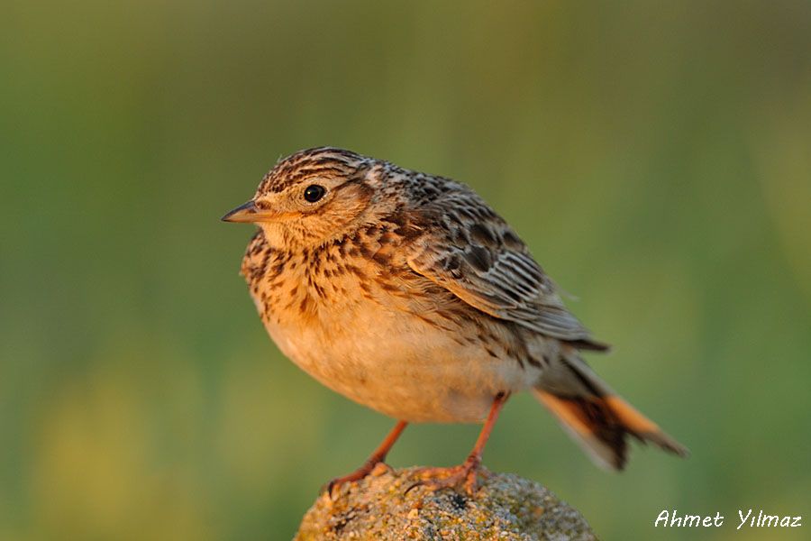 Eurasian Skylark