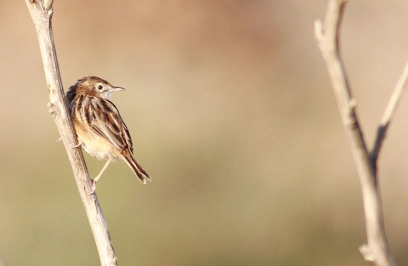 Zitting Cisticola