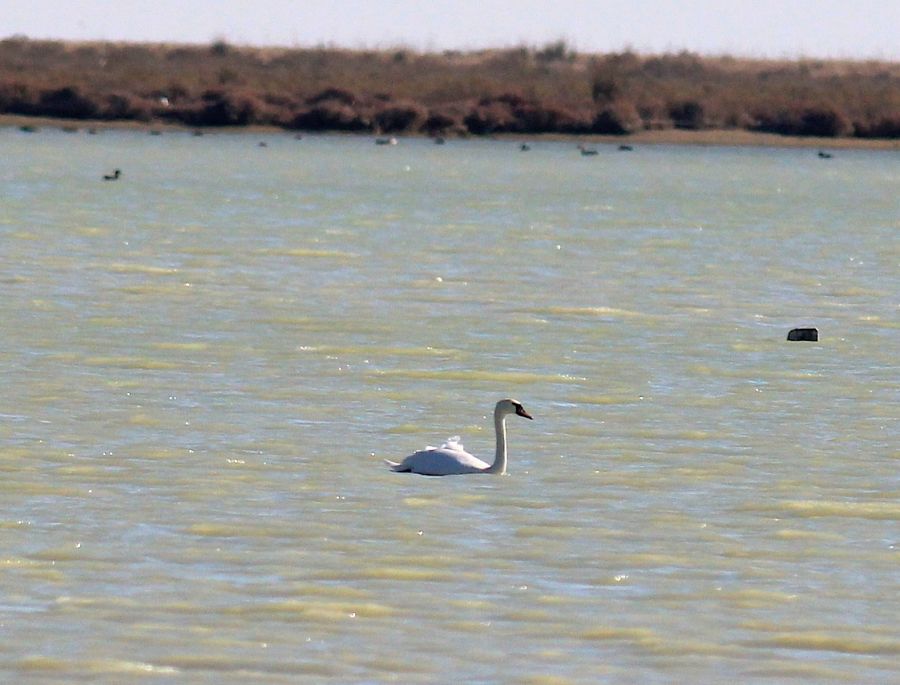 Mute Swan