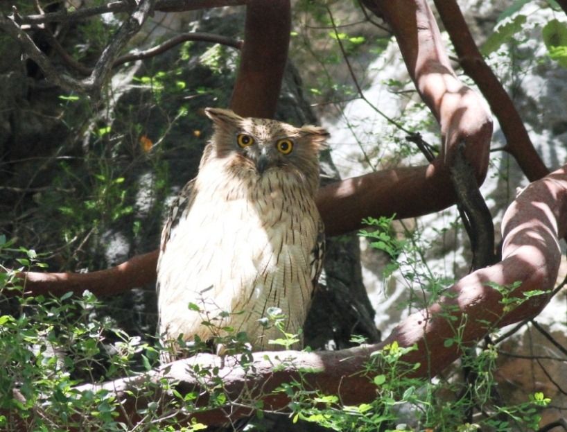Brown Fish Owl