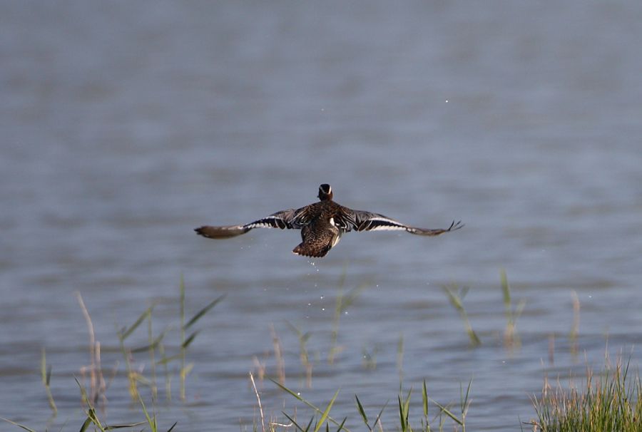 Garganey