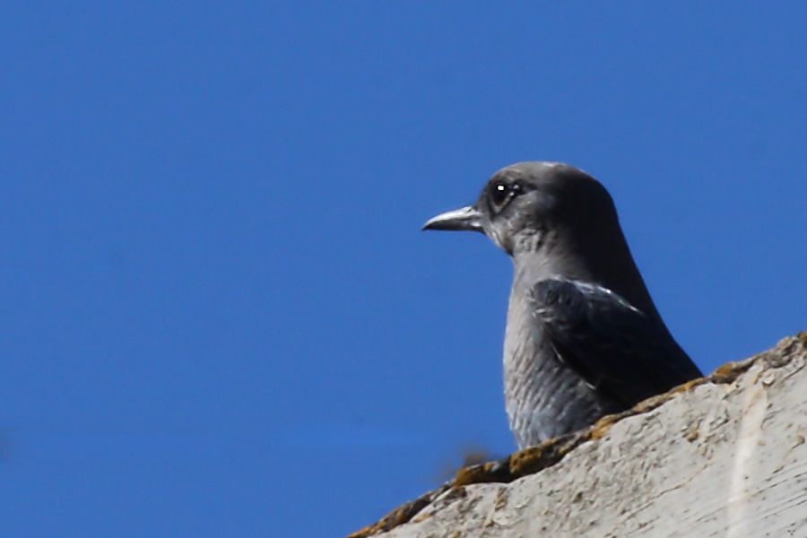 Blue Rock Thrush