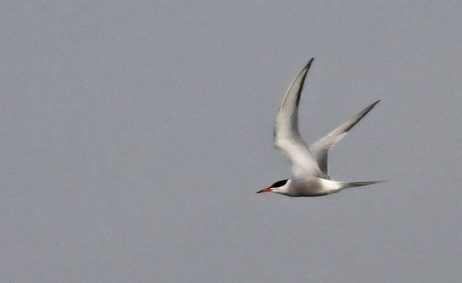 Common Tern