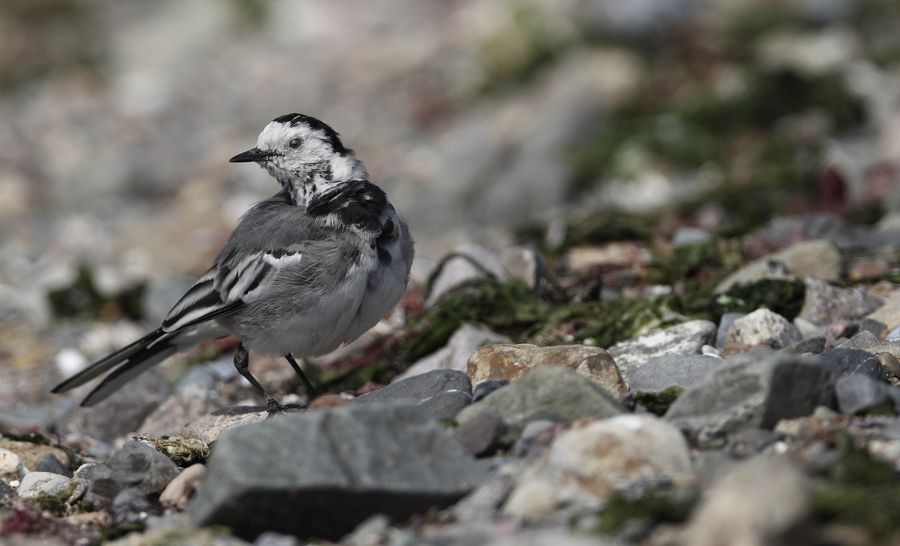 White Wagtail