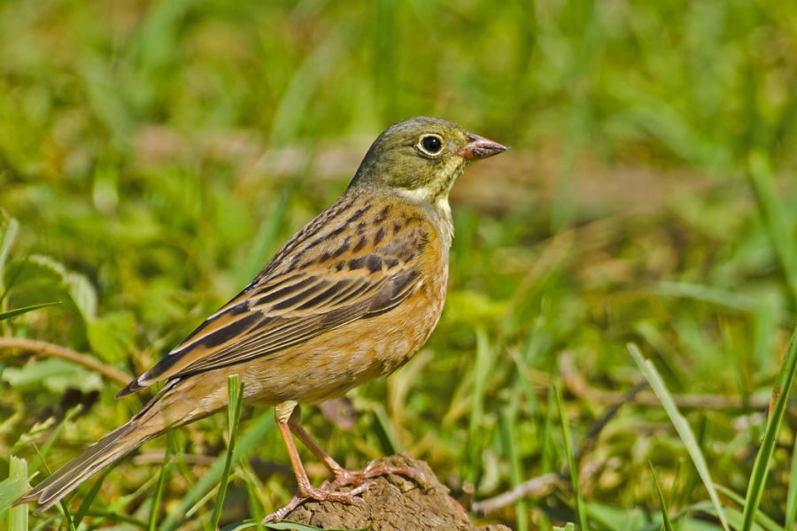 Ortolan Bunting