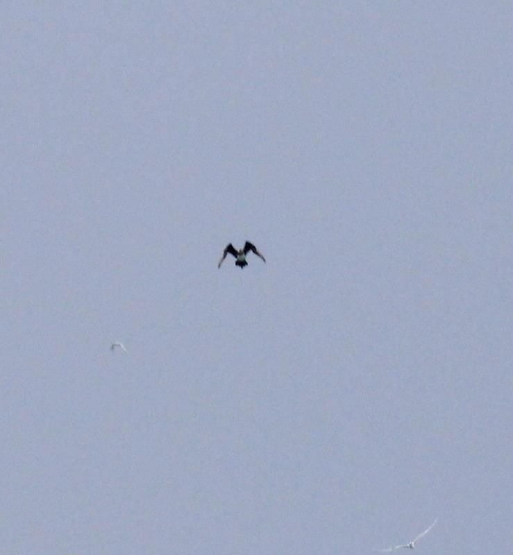 Parasitic Jaeger