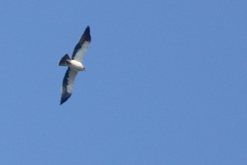 Küçük kartal