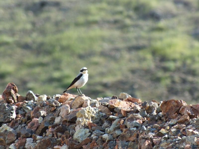 Northern Wheatear