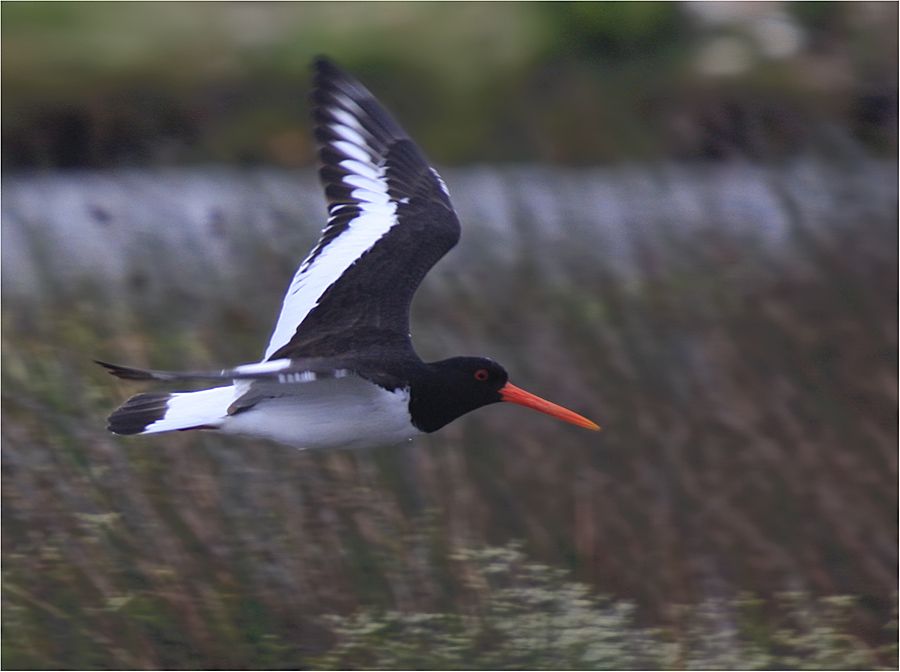 Eurasian Oystercatcher