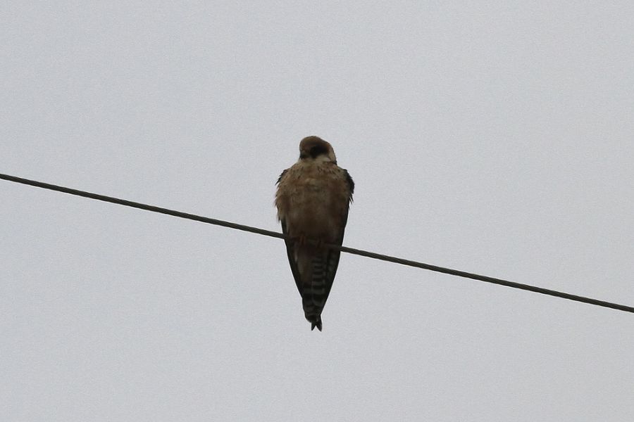 Red-footed Falcon